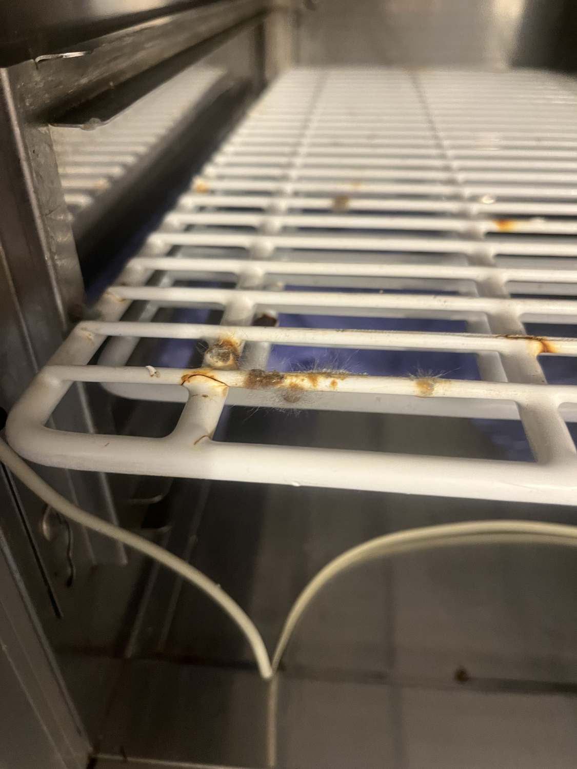 Mould growth on blast-chiller shelving